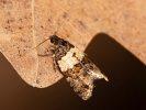 Obaleč - <i>Isotrias hybridana</i>
