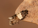 Obaleč - <i>Isotrias hybridana</i>