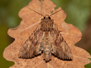 Šedavka syrská - <i>Apamea syriaca</i>
