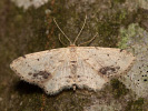 Žlutokřídlec měsíčkový - <i>Idaea dimidiata</i>