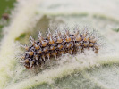 Hnědásek jižní - <i>Melitaea trivia</i>