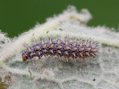 Hnědásek jižní - <i>Melitaea trivia</i>