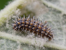 Hnědásek jižní - <i>Melitaea trivia</i>