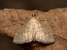 Zavíječ - <i>Anania fuscalis</i>