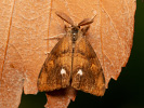 Štětconoš trnkový - <i>Orgyia antiqua</i>