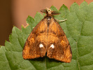 Štětconoš trnkový - <i>Orgyia antiqua</i>
