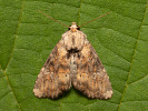 Šedavka třeslicová - <i>Apamea scolopacina</i>