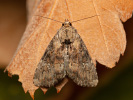 Šedavka třeslicová - <i>Apamea scolopacina</i>