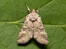 Jasnobarvec vrbový - <i>Brachylomia viminalis</i>