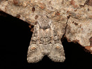 Jasnobarvec vrbový - <i>Brachylomia viminalis</i>