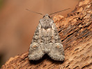Jasnobarvec vrbový - <i>Brachylomia viminalis</i>