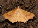 Zejkovec dubový - <i>Ennomos quercinaria</i>