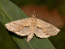 Hřbetozubec dvouzubý - <i>Pterostoma palpinum</i>