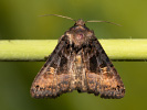 Blýskavka ostružiníková - <i>Euplexia lucipara</i>
