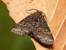 Hřbetozubec nepravý - <i>Gluphisia crenata</i>