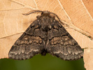 Hřbetozubec nepravý - <i>Gluphisia crenata</i>