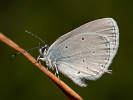 Modrásek tolicový - <i>Cupido decoloratus</i>