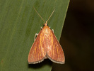 Zavíječ - <i>Nascia cilialis</i>