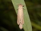 Drvopleň rákosový - <i>Phragmataecia castaneae</i>