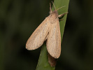 Drvopleň rákosový - <i>Phragmataecia castaneae</i>