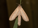 Drvopleň rákosový - <i>Phragmataecia castaneae</i>