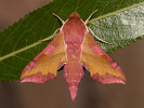 Lišaj kyprejový - <i>Deilephila porcellus</i>