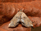 Vílenka okřehková - <i>Cataclysta lemnata</i>
