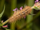 Přástevník šťovíkový - <i>Phragmatobia fuliginosa</i>