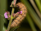 Přástevník šťovíkový - <i>Phragmatobia fuliginosa</i>