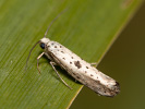 Předivka menší - <i>Yponomeuta plumbella</i>