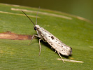 Předivka menší - <i>Yponomeuta plumbella</i>