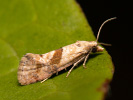 Obaleč - Cochylidia heydeniana
