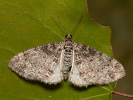 Šedokřídlec osikový