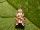 Obaleč luční - <i>Syricoris rivulana</i>