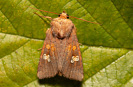 Travařka polní - <i>Amphipoea oculea</i>