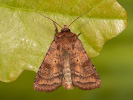 Osenice luční - <i>Diarsia rubi</i>
