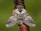 Hranostajník jívový - <i>Furcula furcula</i>