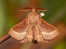 Bourovec jetelový - <i>Lasiocampa trifolii</i>