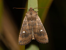 Zimovnice dravá - <i>Eupsilia transversa</i>