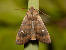 Zimovnice dravá - <i>Eupsilia transversa</i>