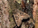 Můra zelná - <i>Mamestra brassicae</i>