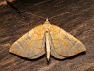 Píďalka mokřadní - <i>Eulithis testata</i>