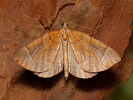 Píďalka mokřadní - <i>Eulithis testata</i>