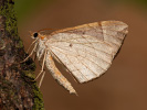 Píďalka mokřadní - <i>Eulithis testata</i>