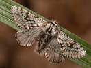 Drsnokřídlec ovocný - Lycia pomonaria