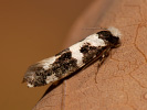 Mol