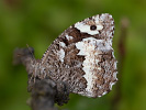 Okáč voňavkový - <i>Brintesia circe</i>