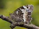 Okáč voňavkový - <i>Brintesia circe</i>
