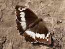 Okáč voňavkový - <i>Brintesia circe</i>
