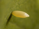 Žluťásek čilimníkový - <i>Colias crocea</i>